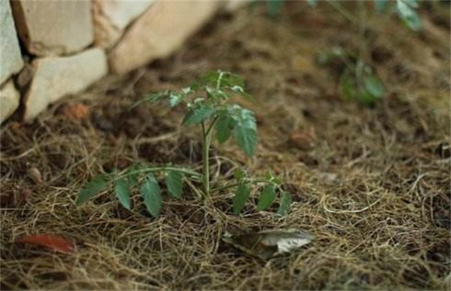 番茄定植后的管理技术