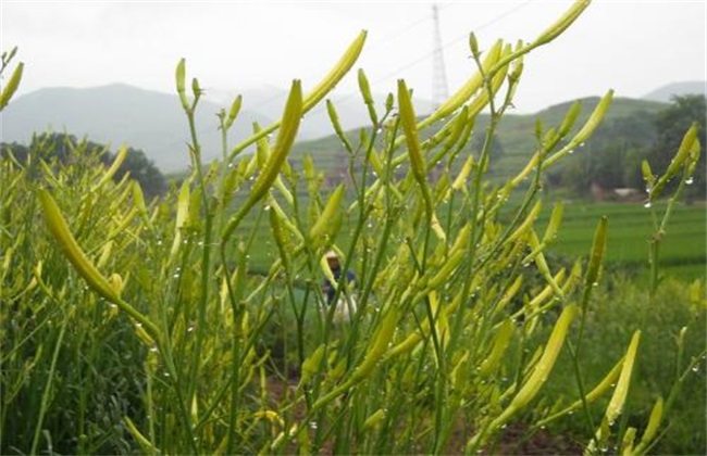 黄花菜育苗技术