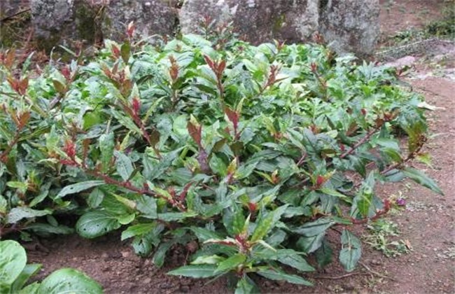 紫背菜种植技术