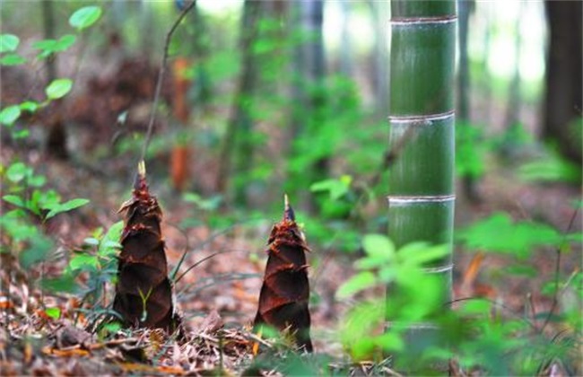 竹笋的种植注意要点