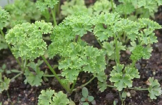 欧芹的种植方法