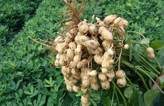 花生种子价格及种植方法