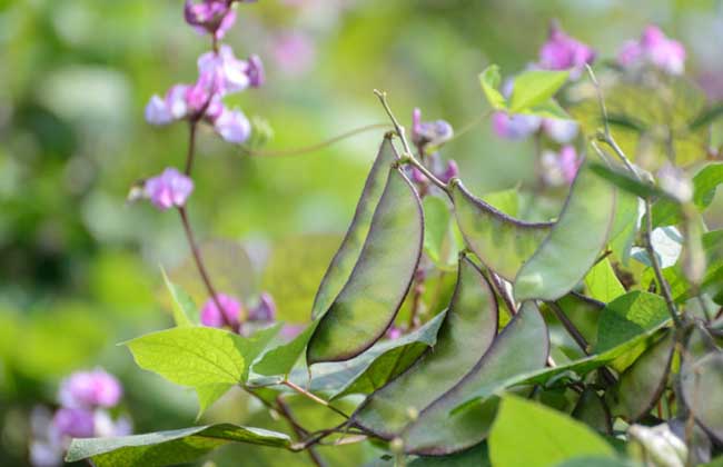 扁豆种子价格及种植方法