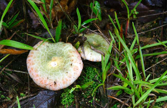 野生蘑菇怎么鉴别？