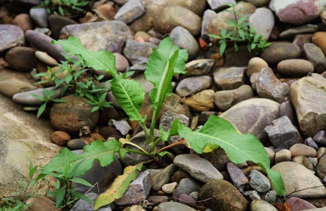 野菠菜是什么植物？