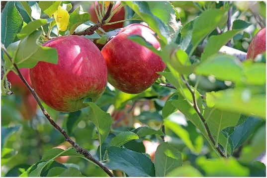 苹果如何嫁接 嫁接时间 如何修芽