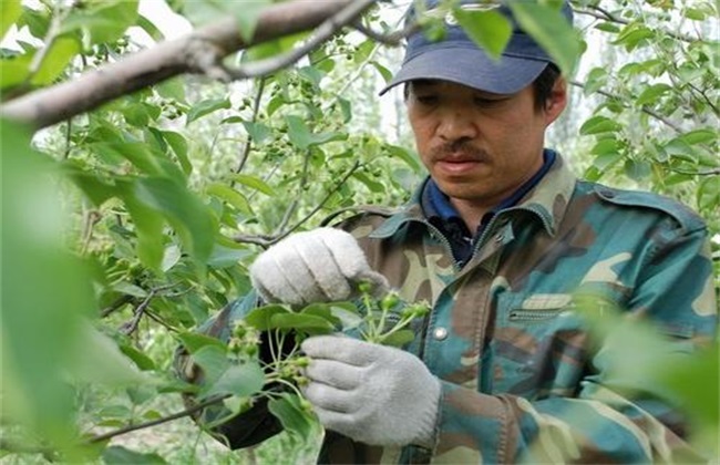 杨梅疏花疏果技术