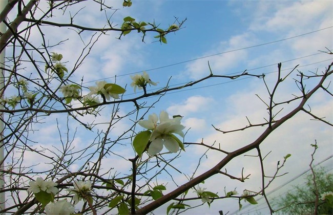 果树秋季开返花原因及解决方法