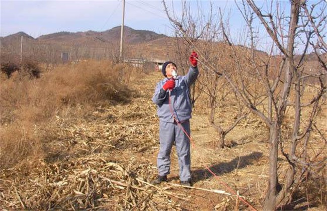 李子要怎么进行修剪