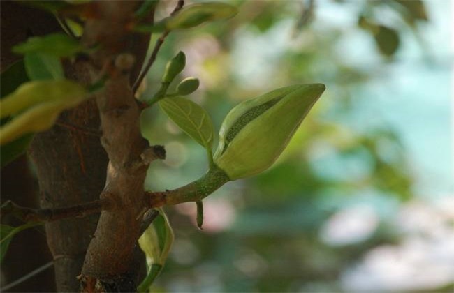 菠萝莓不开花原因及解决方法