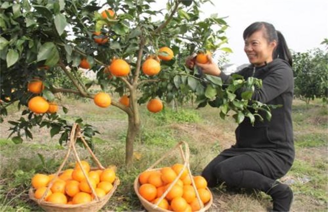 红美人柑橘种植技术