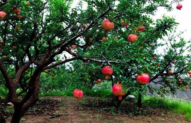 石榴夏季管理技术