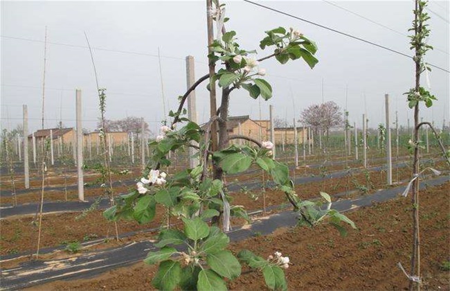 苹果夏季管理技术