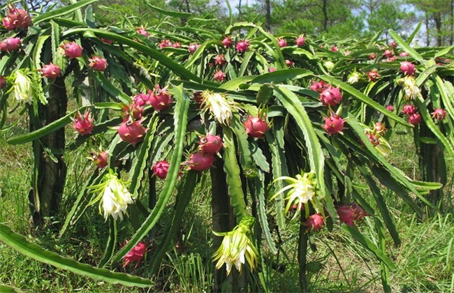 夏季火龙果落花落果预防措施