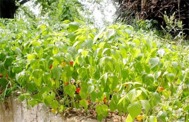 酸浆种植方法