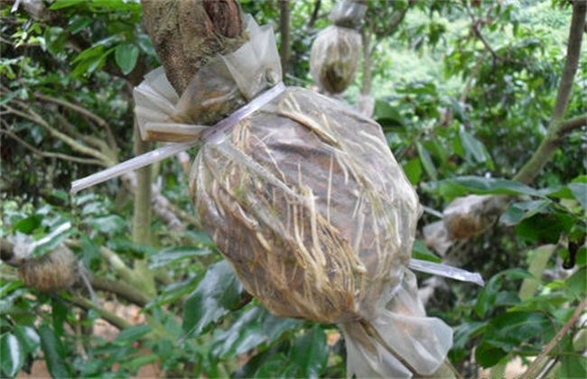 荔枝高压繁殖技术