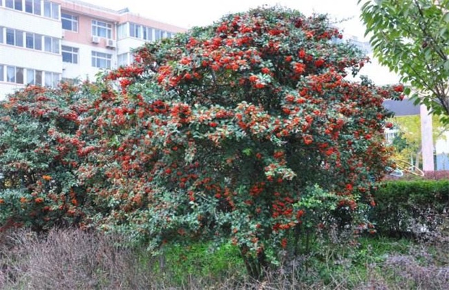 沙棘果种植技术