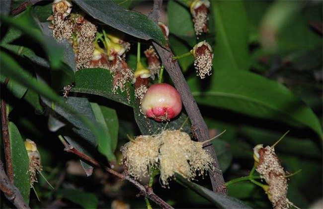 如何促进莲雾花芽分化