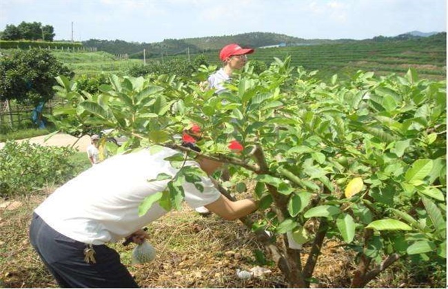 番石榴种植管理技术