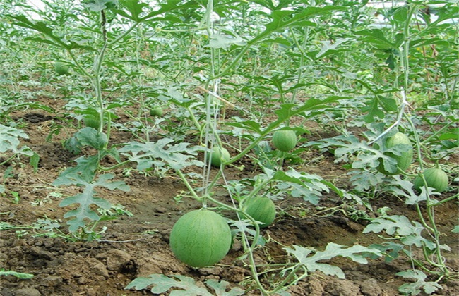 西瓜种植需要注意些什么