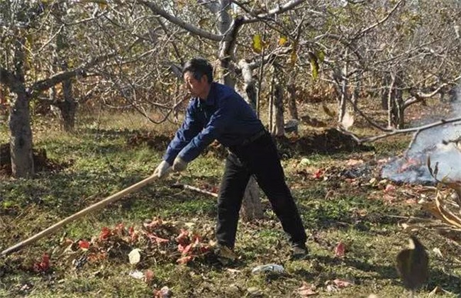 苹果春季清园注意事项