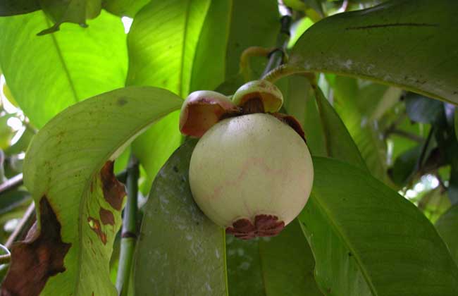 山竹种植需要注意什么