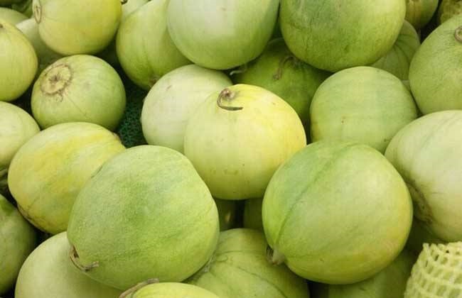 香瓜的田间管理以及病虫害的防治