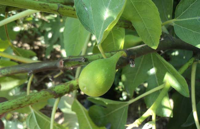 无花果苗价格及种植方法