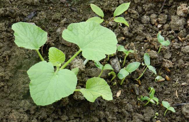 哈密瓜种子价格及种植方法