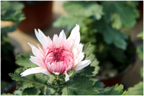 菊花宿根怎么越冬，菊花宿根越冬方法