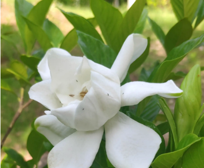 栀子花什么时候开花 栀子花冬天怎么养