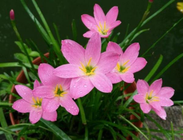 风雨兰不开花怎么办？风雨兰不开花的原因