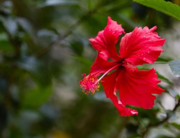 扶桑花怎么移栽？扶桑花的移栽方法