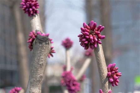 玉林适合养什么花，市花和市树是什么