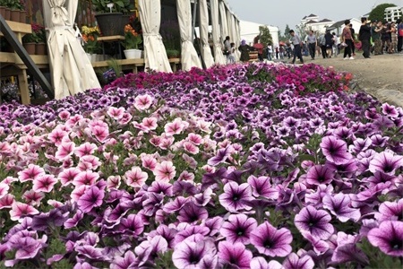 保定适合养什么花，市花和市树是什么