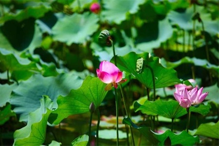 鞍山适合养什么花，市花和市树是什么