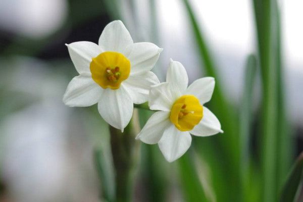 水仙花开完花怎么处理