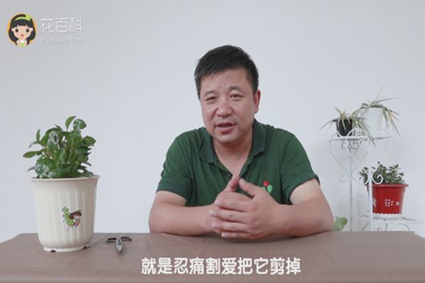 豆瓣绿叶子开裂怎么处理