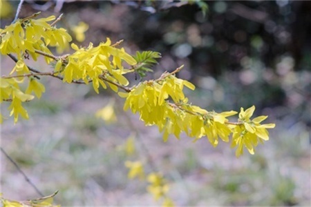 石家庄适合养什么花，市花和市树是什么