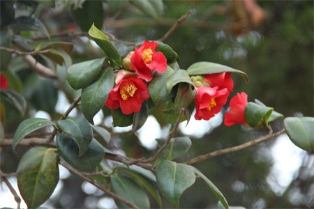 徐州适合养什么花，市花和市树是什么