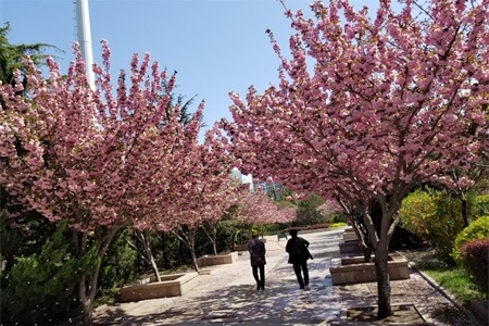 淮安适合养什么花，市花和市树是什么