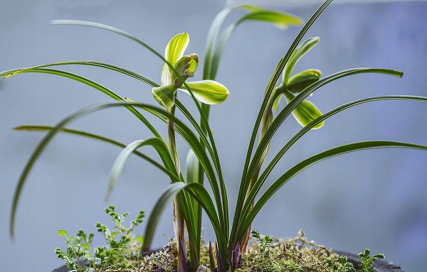 瓜子皮、花生壳……这些垃圾不要扔，用来养花效果棒极了