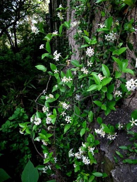 这些花卉做成花墙，简直不要太美，夏天还能够隔热乘凉