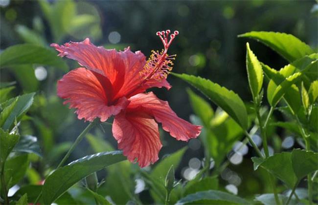 紫荆花叶片发黄原因及防治方法