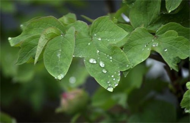 牡丹花叶子打卷是怎么回事