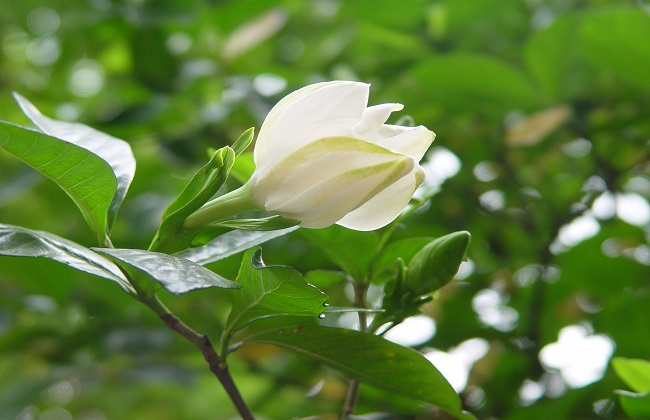 茉莉花与栀子花的区别方法