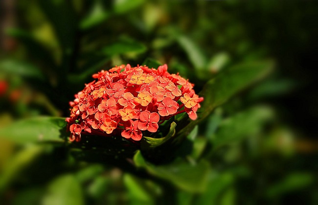 龙船花冬季养殖方法