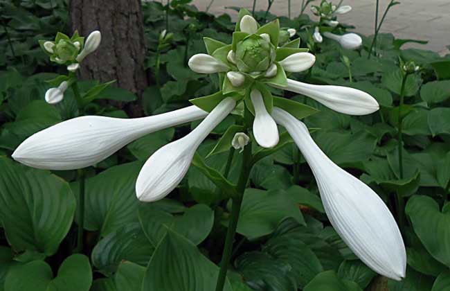 玉簪花种子价格及种植方法