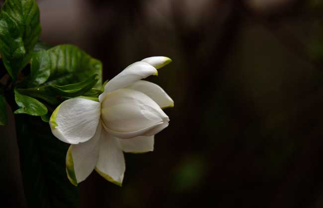 栀子花叶子蔫了怎么办？