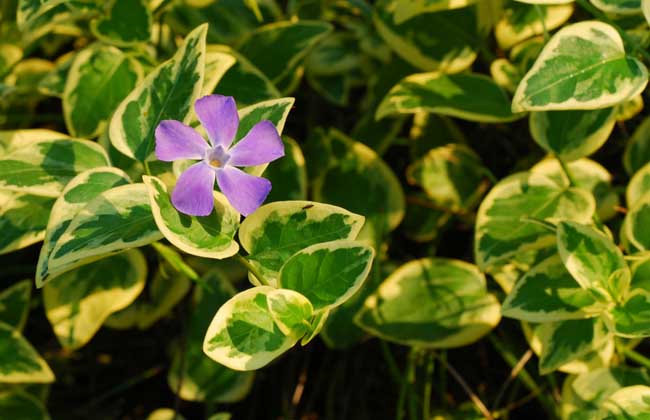 花叶蔓长春的养殖方法